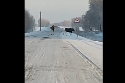 Два лося перешли дорогу по своему знаку под Новосибирском